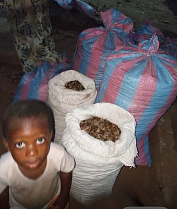 Anche lui è contento  per il raccolto di anacardi